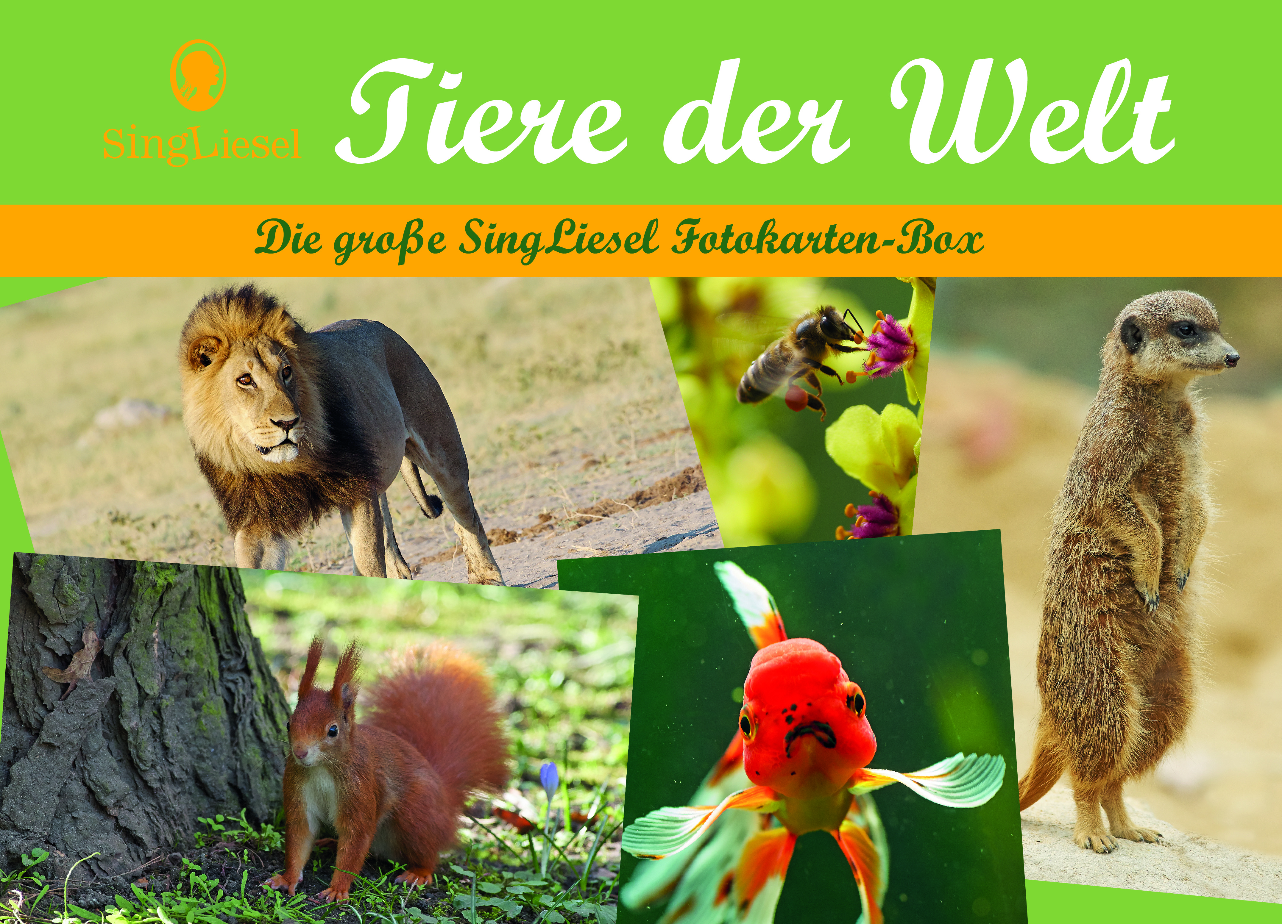 Cover: Die große Singliesel Fotokarten-Box - Tiere der Welt als Aktivierung und Beschäftigung mit Senioren mit Demenz Cover: Die große Singliesel Fotokarten-Box - Tiere der Welt als Aktivierung und Beschäftigung mit Senioren mit Demenz