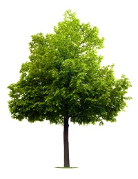 shutterstock_33596503